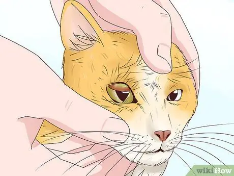 Диагностика и лечение блефарита у кошек Шаг 1