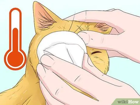 Диагностика и лечение блефарита у кошек Шаг 10