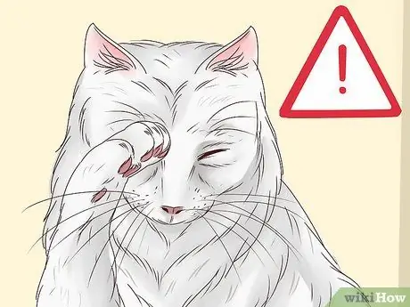 Диагностика и лечение блефарита у кошек Шаг 2