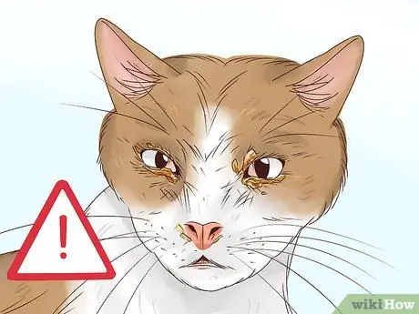 Диагностика и лечение блефарита у кошек Шаг 3