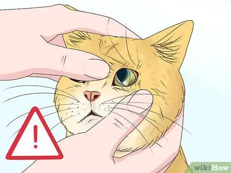 Диагностика и лечение блефарита у кошек Шаг 4