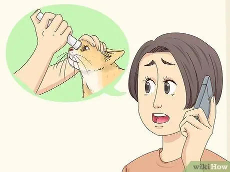 Диагностика и лечение блефарита у кошек Шаг 5