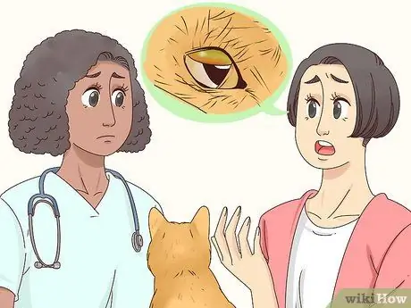 Диагностика и лечение блефарита у кошек Шаг 6