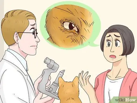 Диагностика и лечение блефарита у кошек Шаг 8