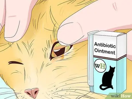 Диагностика и лечение блефарита у кошек Шаг 9