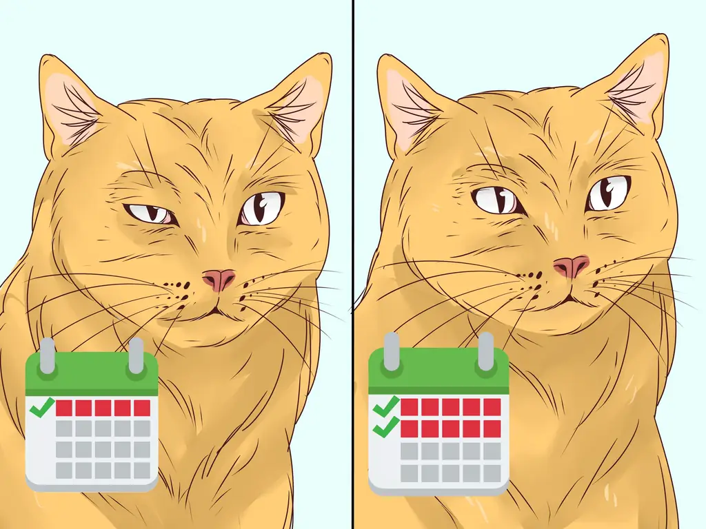 Как диагностировать и лечить блефарит у кошек: 11 шагов
