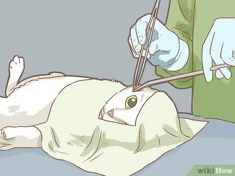 Лечить кошку анизокорией Шаг 10