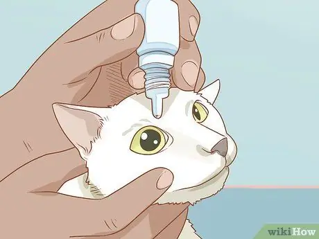 Лечить кошку анизокорией Шаг 11