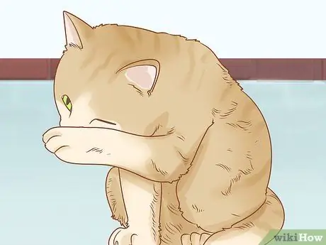 Лечить кошку анизокорией Шаг 3