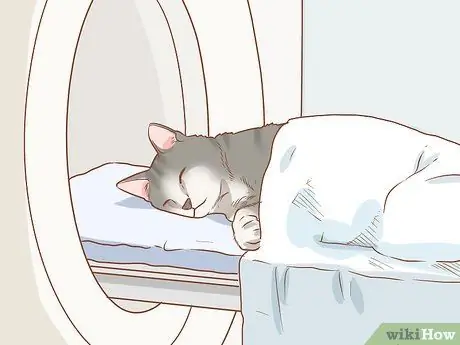 Лечить кошку анизокорией Шаг 6