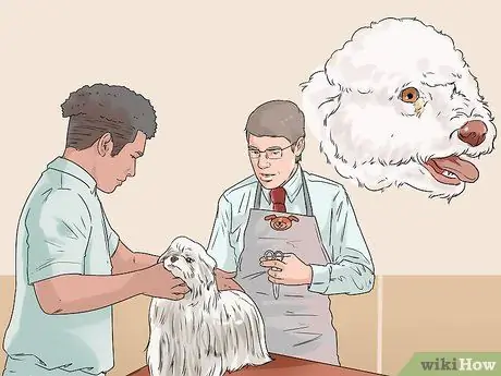 Удаление пятен от слез с кошек и собак Шаг 5