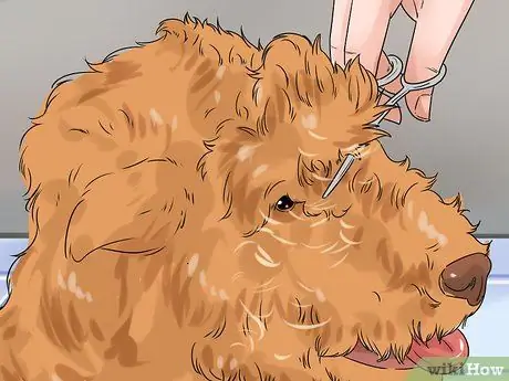 Удаление пятен от слез с кошек и собак Шаг 8