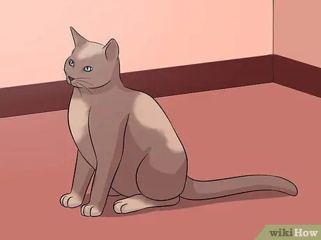 Диагностика состояний век у кошек Шаг 1