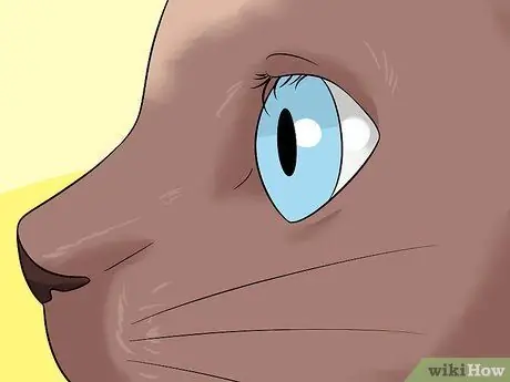 Диагностика состояний век у кошек Шаг 10