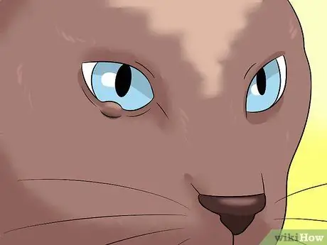 Диагностика состояний век у кошек Шаг 11