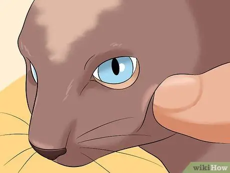 Диагностика состояний век у кошек Шаг 12