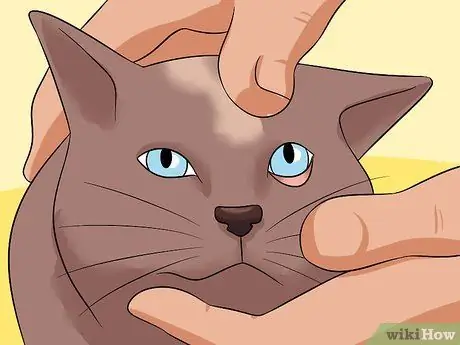 Диагностика состояний век у кошек Шаг 13