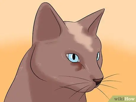 Диагностика состояний век у кошек Шаг 14