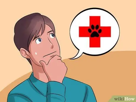 Диагностика состояний век у кошек Шаг 15