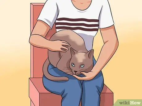 Диагностика состояний век у кошек Шаг 2