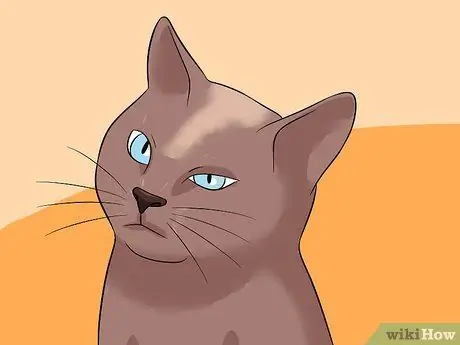 Диагностика состояний век у кошек Шаг 4