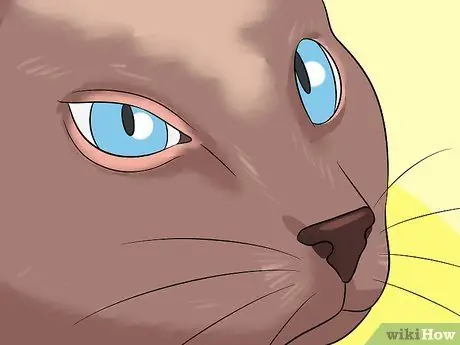 Диагностика состояний век у кошек Шаг 5