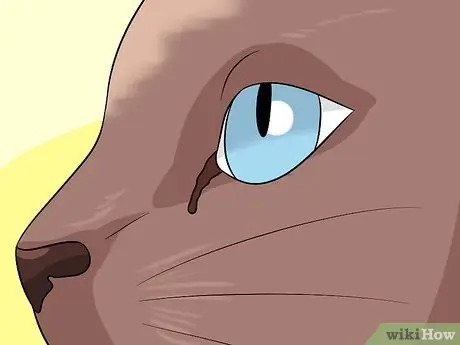 Диагностика состояний век у кошек Шаг 6