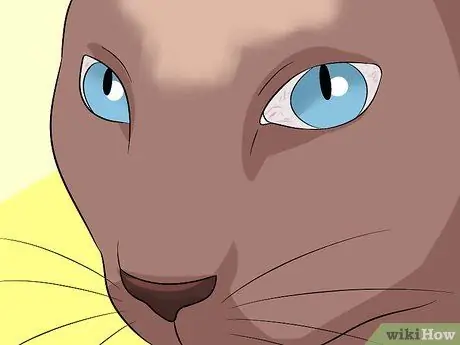 Диагностика состояний век у кошек Шаг 8