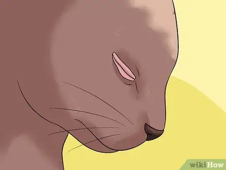 Диагностика состояний век у кошек Шаг 9