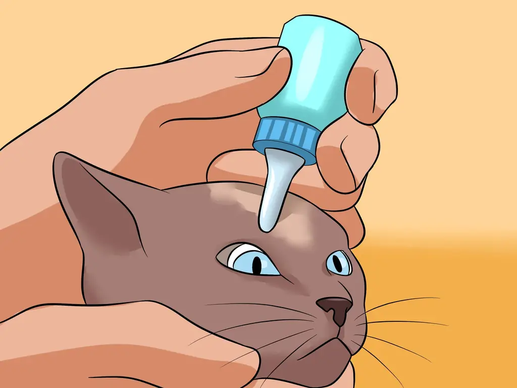 3 способа диагностики состояний век у кошек