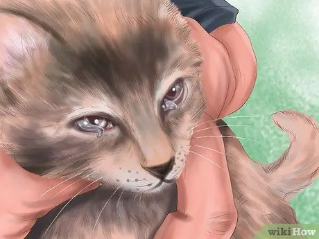 Диагностика катаракты кошек, шаг 1