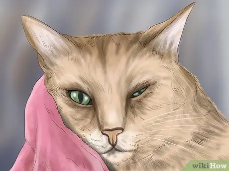 Диагностика катаракты кошек Шаг 4