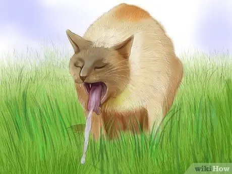 Диагностика лимфомы кишечника кошек Шаг 3