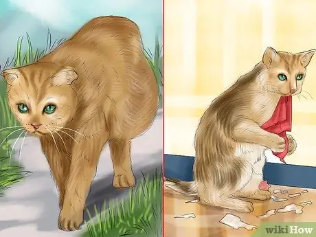 Диагностика лимфомы кишечника кошек Шаг 5