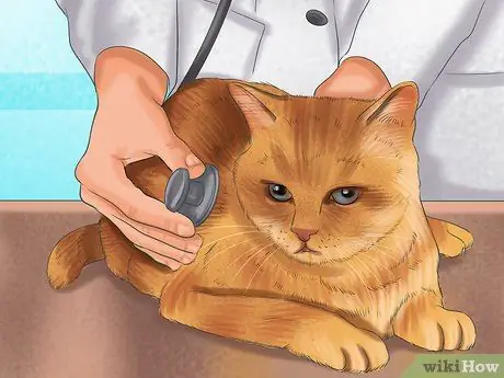 Диагностика лимфомы кишечника кошек Шаг 6