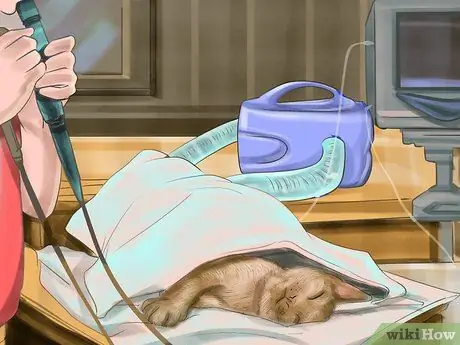 Диагностика лимфомы кишечника кошек Шаг 9