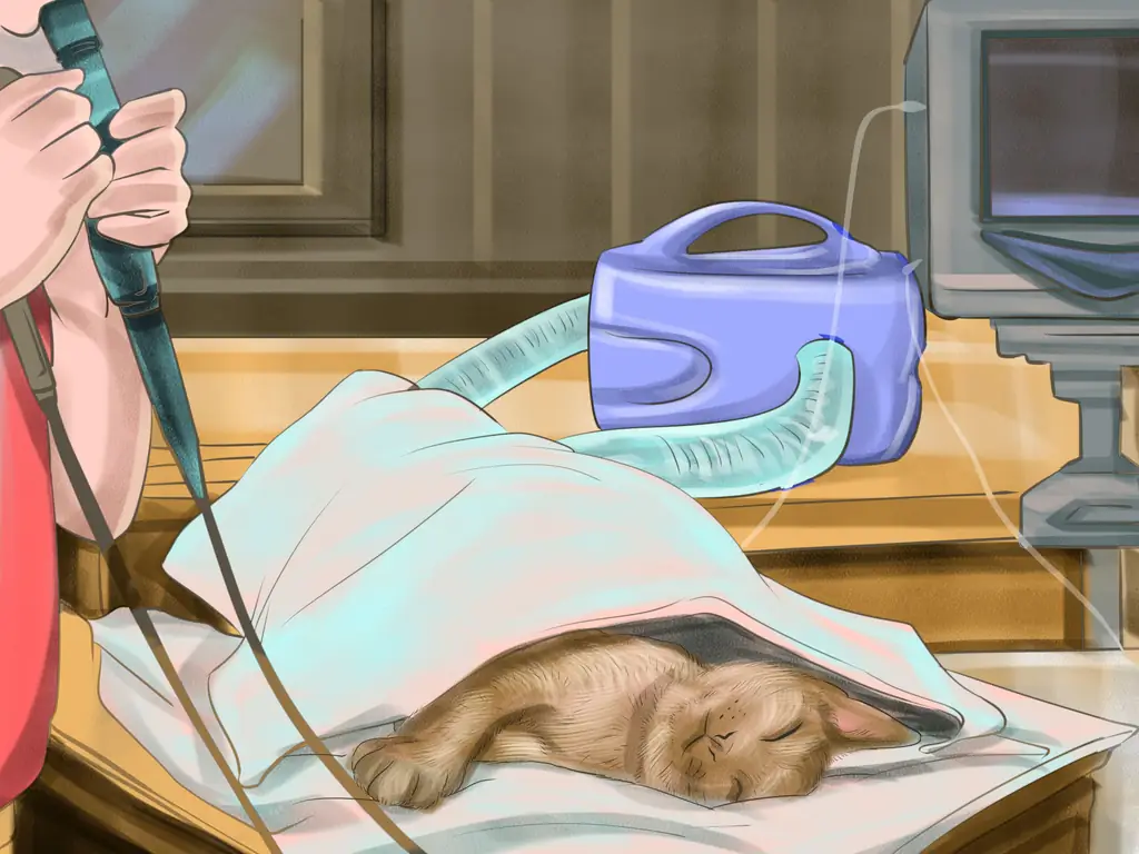 Как диагностировать лимфому кишечника кошек: 9 шагов