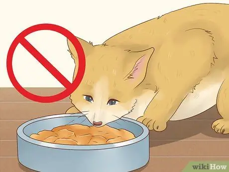 Подготовьте кошку к анализу крови Шаг 1