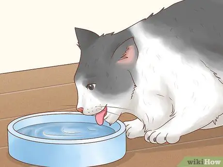 Подготовьте кошку к анализу крови Шаг 2