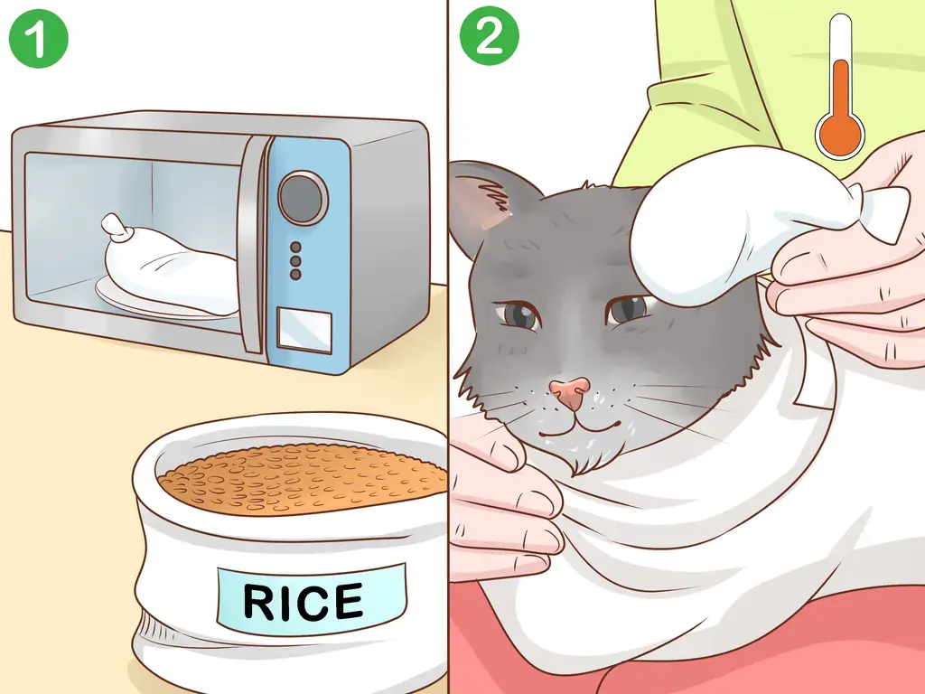 3 способа подготовить кошку к анализу крови