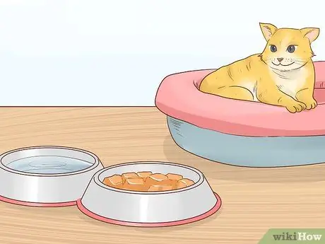 Накормите больного раком кошки Шаг 13