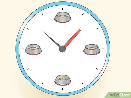 Покормить больного раком кошки Шаг 8