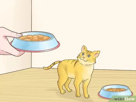 Накормите больного раком кошки Шаг 9