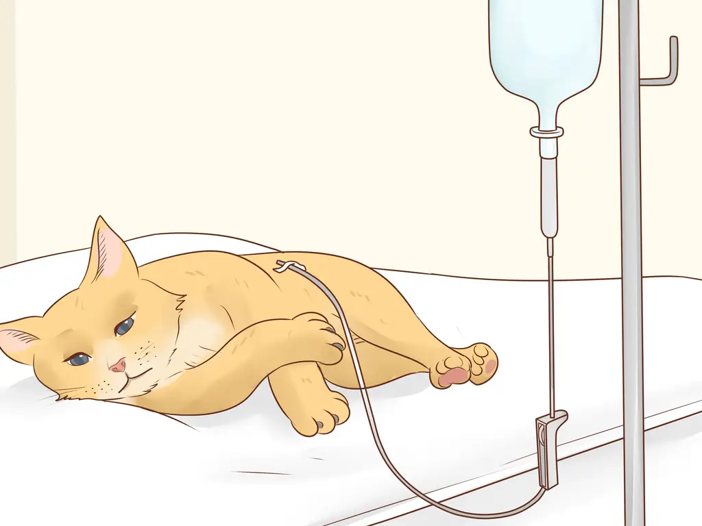 3 способа покормить кошку, больную раком