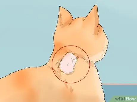 Как справиться с аутоиммунным кожным заболеванием у кошек Шаг 1