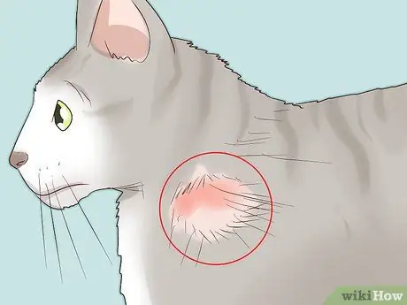 Как справиться с аутоиммунным кожным заболеванием у кошек Шаг 2