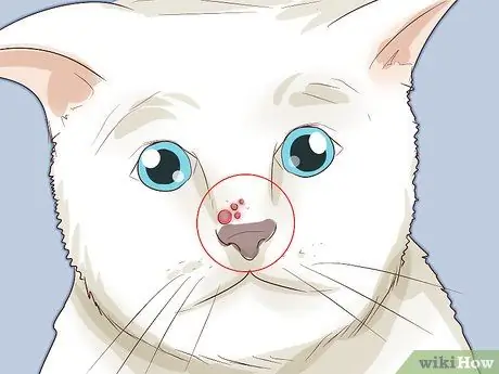 Как справиться с аутоиммунным кожным заболеванием у кошек Шаг 3