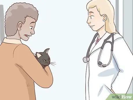 Как справиться с аутоиммунным кожным заболеванием у кошек Шаг 4