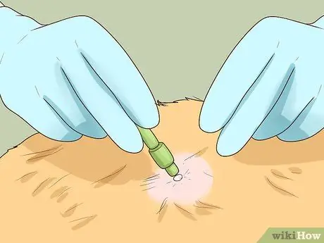 Как справиться с аутоиммунным кожным заболеванием у кошек Шаг 5