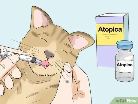 Как справиться с аутоиммунным кожным заболеванием у кошек Шаг 7